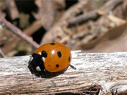 Why are there so many ladybugs and lady beetles?