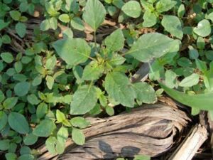 pigweed identification