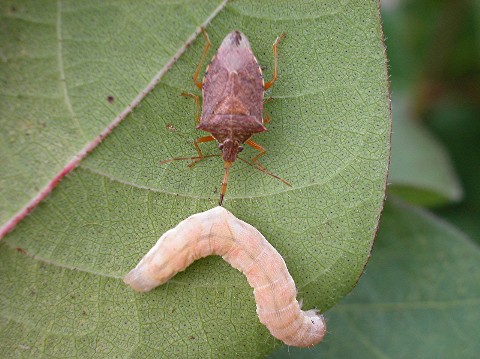 soldier beetle larvae