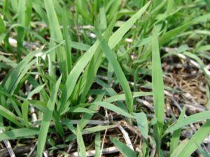 broadleaf signalgrass