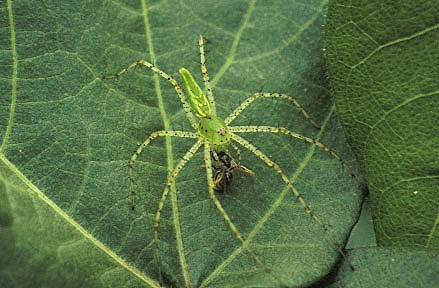 Spiders - Agricultural Biology