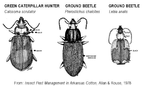 Ground Beetles - UT Crops