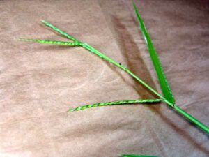 broadleaf signalgrass