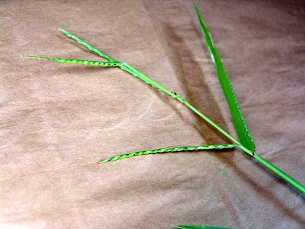 Broadleaf Signalgrass Fact Sheet - UT Crops