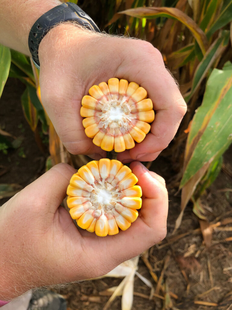 split ear or corn